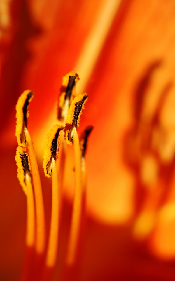 Fire Dance by Deb Oppermann